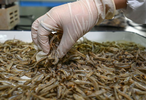 鏡觀 回響丨中非農(nóng)業(yè)合作,結(jié)出 看得見(jiàn)摸得著 的碩果